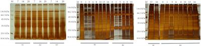 Proteomic analysis of Fasciola gigantica excretory and secretory products (FgESPs) co-immunoprecipitated using a time course of infected buffalo sera